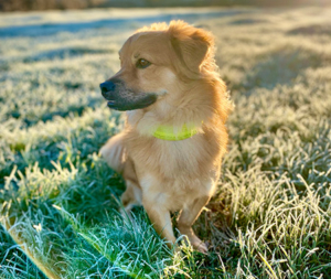 Tino